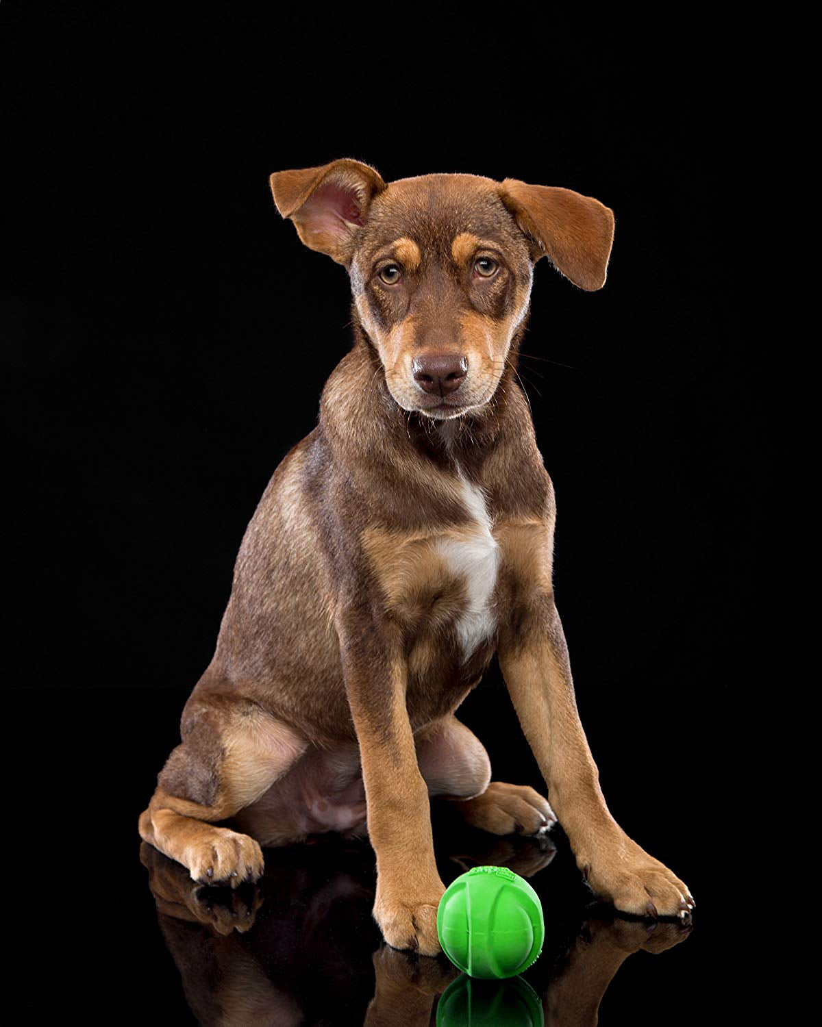 Hartz Dura Play Ball Dog Latex Squeaky Toy Fetch Assorted