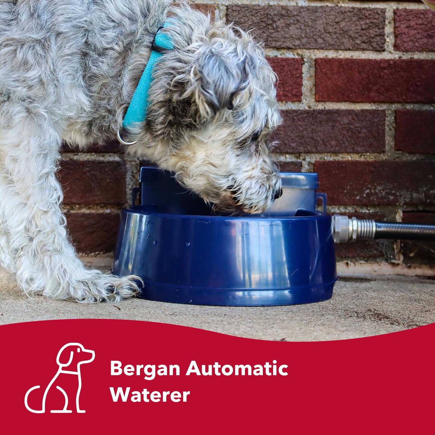 Bergan Auto-Wata - Backyard & Patio Automatic Water Bowl - Navy - 1.5 Qts / 48 Oz